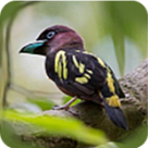 WWW,lll53·COM网站APPAPP应用